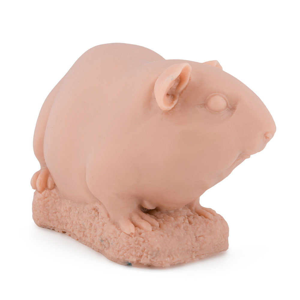 Guinea Pig — Side View