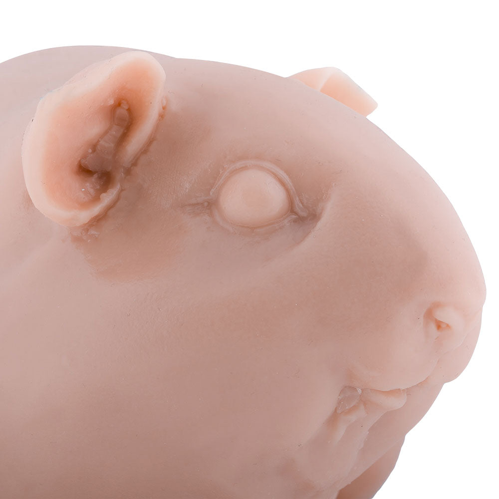 Guinea Pig — Up Close